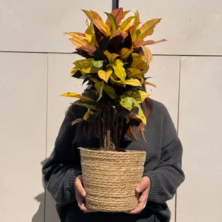 Croton tropical con hojas de colores en maceta