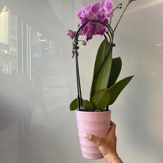 Orquídea Phalaenopsis rosa en maceta