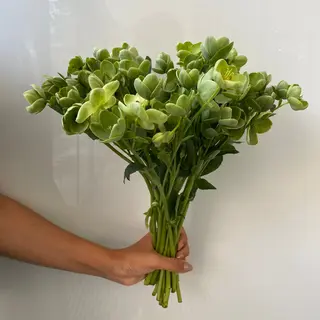 Flores frescas de heléboro verde.
