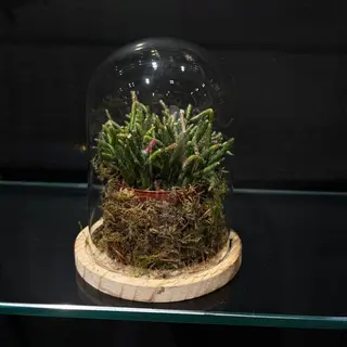 Mini Jardín de Cristal Premium