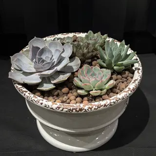 Jardín de Suculentas Echeverias Rosa Perla Verde