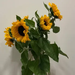 5 Girasoles Amarillos
