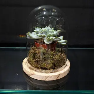 Mini Oasis Natural