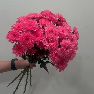 5 crisantemos Barbie Fucsia - Pink Love
