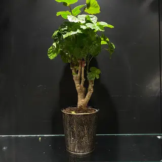 Polyscias Fabian