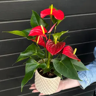 Anthurium