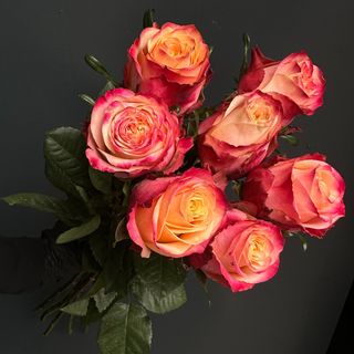 Ramo de 7 Rosas Mai Tai