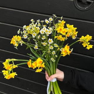 Ramo de 11 Narcisos y Manzanilla