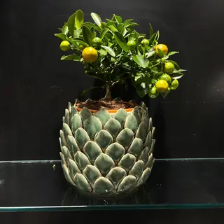 Planta citrus microcarpa(lima kumquat)con maceta