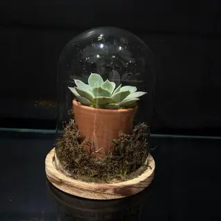 Mini Jardín de Cristal