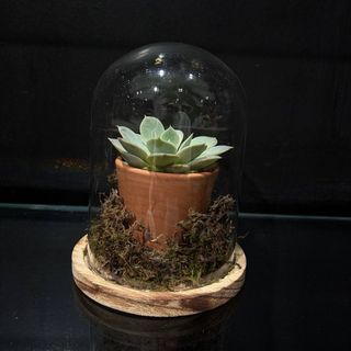 Mini Jardín de Cristal