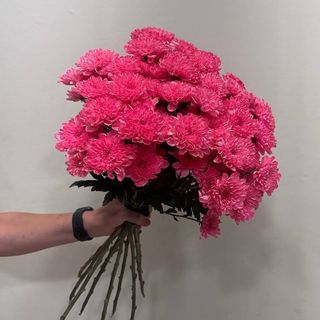11 crisantemos Barbie Fucsia - Pink Love