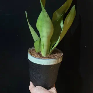 Sansevieria Masoniana – Planta interior resistente