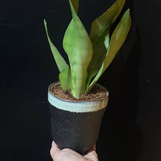 Sansevieria Masoniana – Planta interior resistente