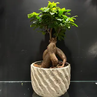 Ficus con maceta