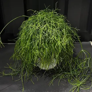 Rhipsalis en Maceta Cerámica - Planta Colgante Estilo Selva