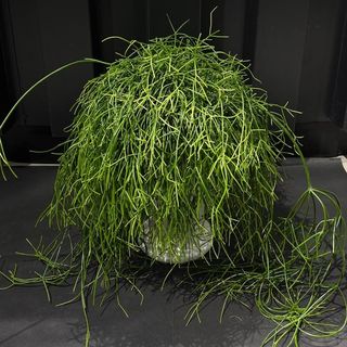 Rhipsalis en Maceta Cerámica - Planta Colgante Estilo Selva