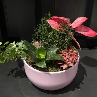 Jardín rosado con Aglaonema y plantas naturales