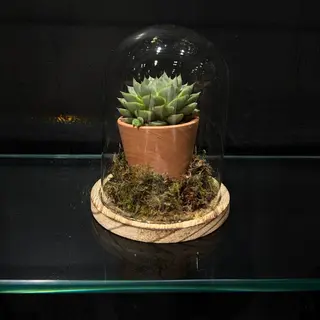 Terrario Decorativo Premium