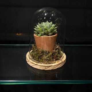 Terrario Decorativo Premium