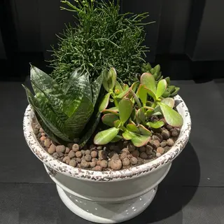 Arreglo de Suculentas y Cactus