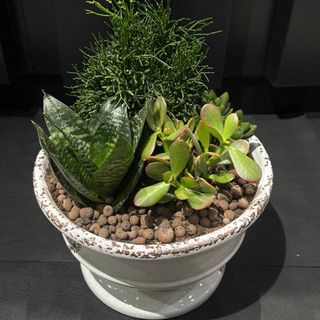 Arreglo de Suculentas y Cactus