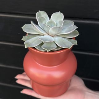Succulentus 1