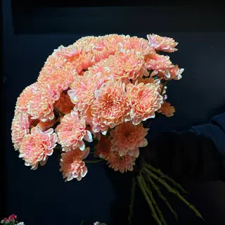 Ramo de 7 Crisantemos – Encanto Floral