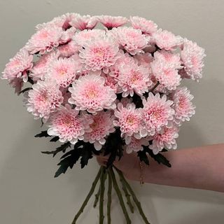 Ramo de 7 Crisantemos Rosados - Soft Pink