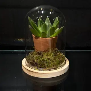 Jardín Vivo Bajo Cristal