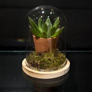 Jardín Vivo Bajo Cristal
