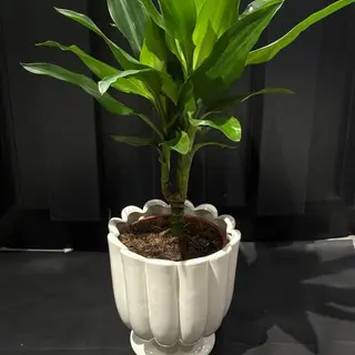 Dracaena Compacta en Maceta de Cerámica Blanca - Planta de Interior