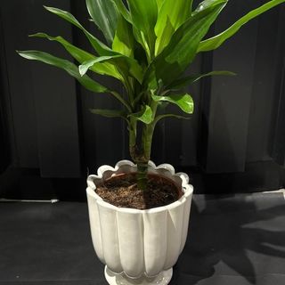 Dracaena Compacta en Maceta de Cerámica Blanca - Planta de Interior