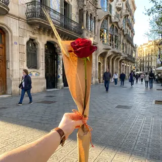 Rosa Básica