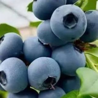 Mochis de arándano ( 2 UD )