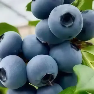 Mochis de arándano ( 2 UD )