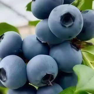Mochis de arándano ( 2 UD )