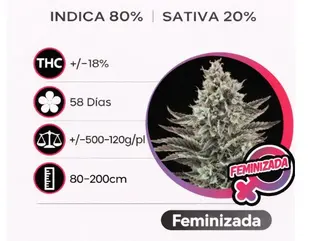 Critical Feminizada(Pack de 3 ud.)