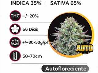 AK49 Autofloreciente (Pack de 3 ud.)