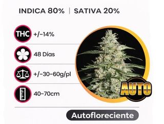 Superskunk Autofloreciente (Pack de 3 ud.)