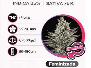 Lemon Haze Feminizada (Pack de 3 ud.)