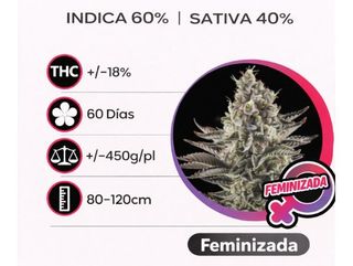 White Widow Feminizada (Pack de 3 ud.)