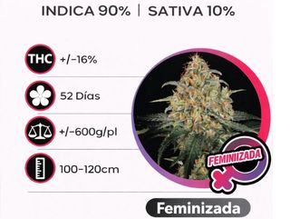 Superskunk Feminizada (Pack de 3 ud.)