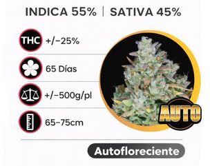 Gelato Autofloreciente (Pack de 3 ud.)