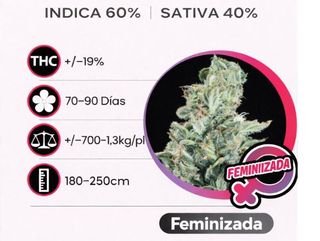 Cheese Feminizada (Pack de 3 ud.)
