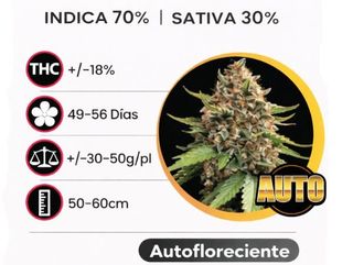 White Widow Autofloreciente (Pack de 3 ud.)