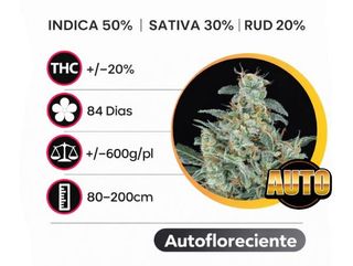 Cheese Autofloreciente (Pack de 3 ud.)
