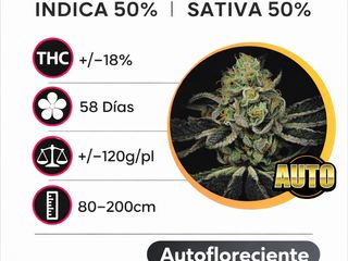 Amnesia Haze Autofloreciente (Pack de 3 ud.)
