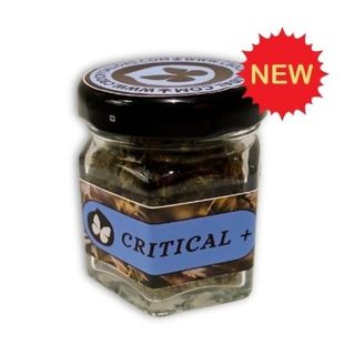 Critical + 2 gr. (Hydroponica)