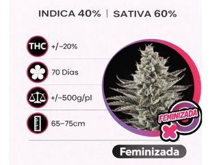 Gelato Feminizada (Pack de 3 ud.)